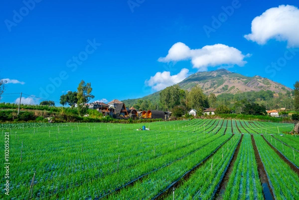 Obraz Vegetable and shallot farming fields in Kintamani, Bali