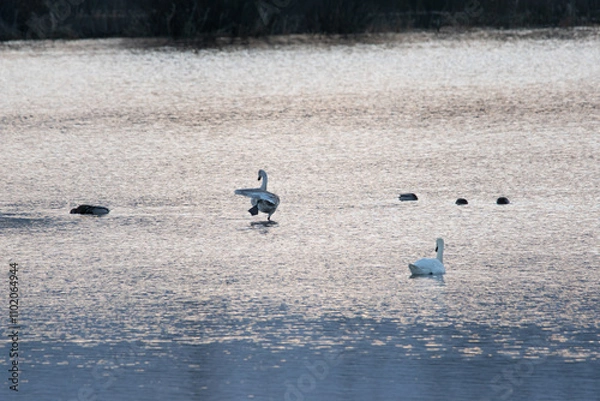 Fototapeta Łabędzie nieme na rozlewiskach rzeki
