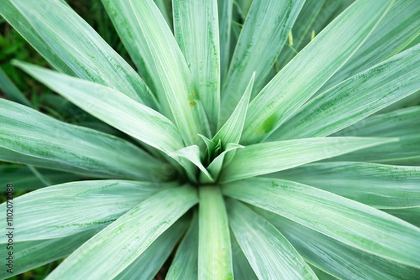 Fototapeta A captivating close-up of Sisal (Agave sisalana) leaves, sharp and dynamic in their spiral arrangement, reflecting resilience and natural symmetry in soft, diffused light