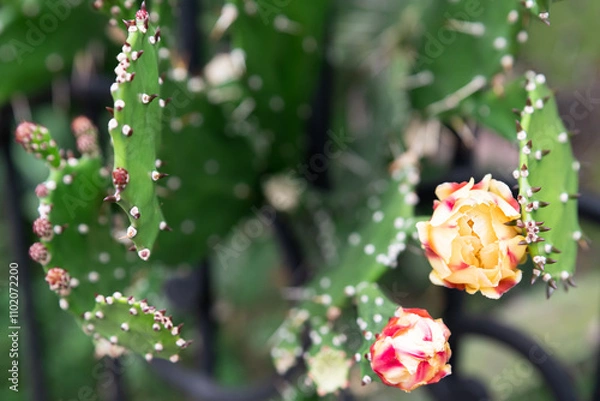 Fototapeta The dramatic contrast of soft Drooping prickly pear (Opuntia monacantha) flowers against spiky pads, symbolizing nature's delicate yet resilient balance, captured in striking close-up detail