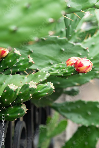 Fototapeta Vibrant Drooping prickly pear (Opuntia monacantha) flowers in full bloom against green cactus pads, capturing the stark contrast between the sharp spines and the softness of nature's beauty