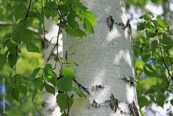 Obraz Birch trunk in nature