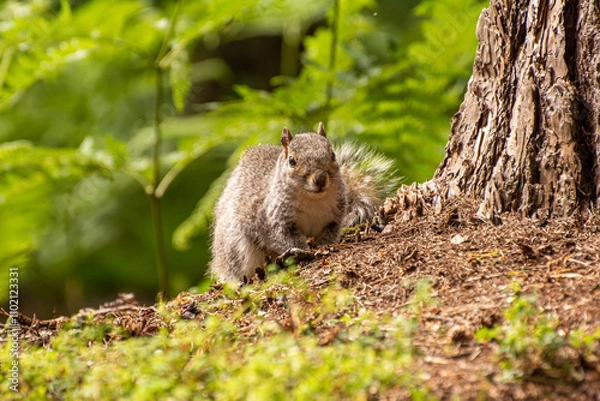 Obraz  Grey Squirrel in the Forest, Curiously Looking at the Camera