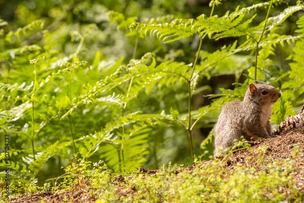 Obraz Grey Squirrel on the Ground Surrounded by Ferns