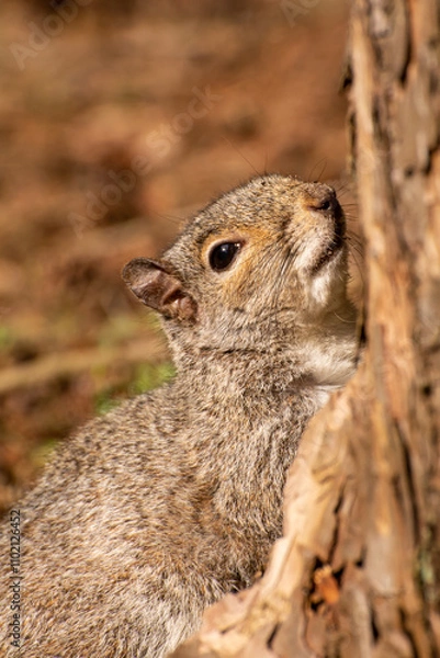 Obraz Close-Up of a Grey Squirrel Climbing a Tree 
