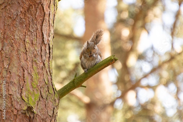 Obraz Grey Squirrel Sitting on Tree Branch Eating in Forest