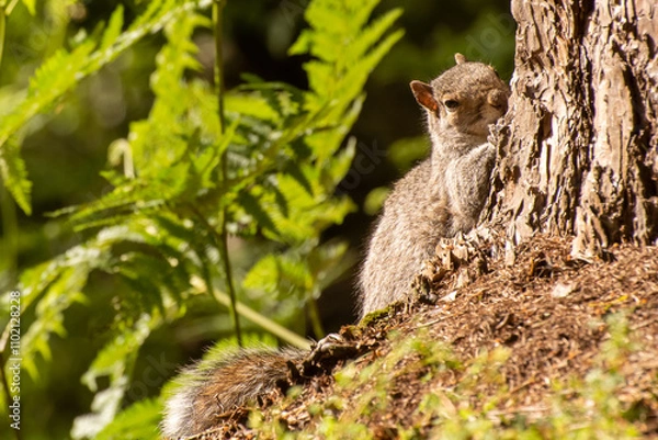 Obraz Cute Squirrel hiding behind a tree in a forest 