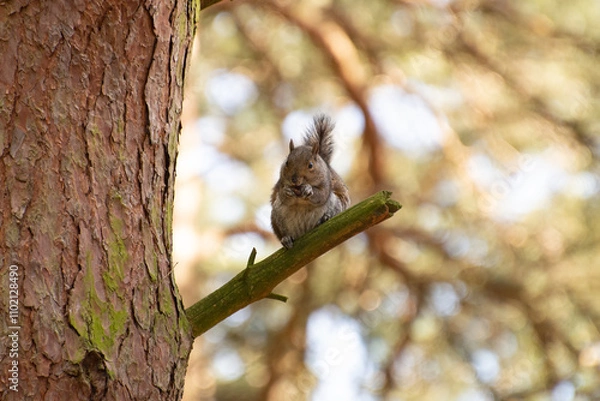 Obraz Grey Squirrel Eating on a Branch in Woodland
