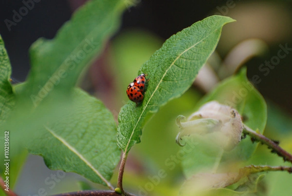 Obraz Ladybugs Crawling on Green Leaf in Natural Habitat
