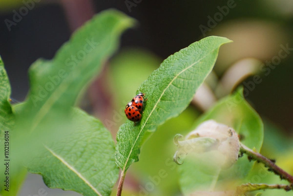 Fototapeta Ladybugs Crawling on Green Leaf in Natural Habitat