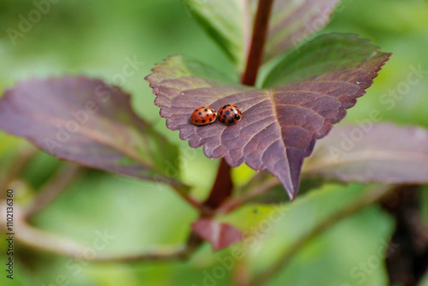 Obraz Two Ladybugs Resting on Purple Leaf in Natural Surroundings