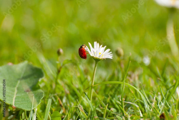 Obraz Ladybug Climbing a Daisy in Sunlit Grass