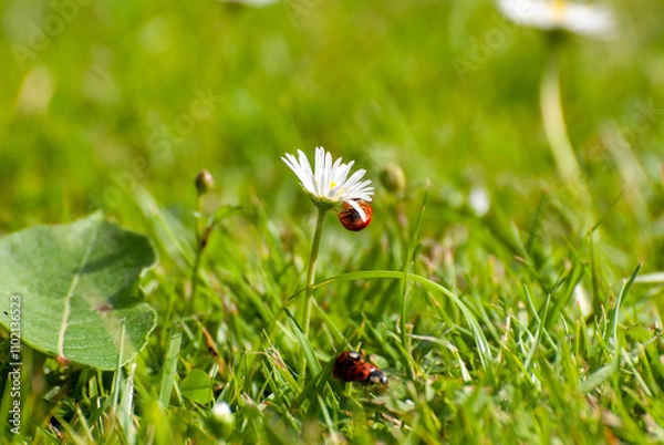 Obraz Ladybug Climbing a Daisy in Sunlit Grass