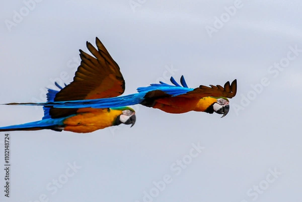Obraz Blue and Gold Macaw Pair in Flight