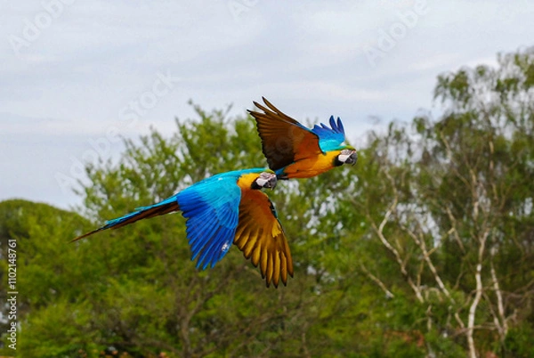 Obraz Blue and Gold Macaw Pair in Flight