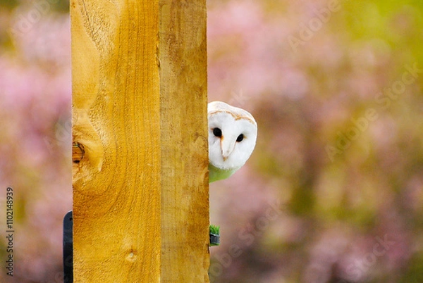 Obraz  Barn Owl Peeking Around a Post