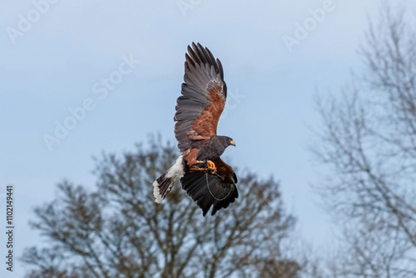 Obraz Falcon Soaring in Clear Blue Sky