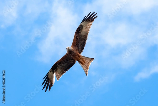 Obraz Falcon Soaring in Clear Blue Sky
