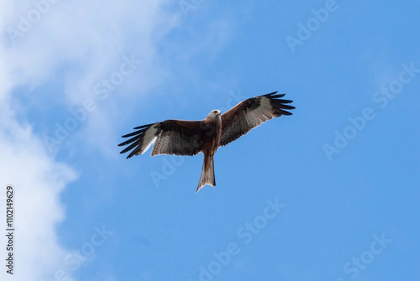 Obraz Falcon Soaring in Clear Blue Sky