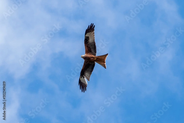 Obraz Falcon Soaring in Clear Blue Sky