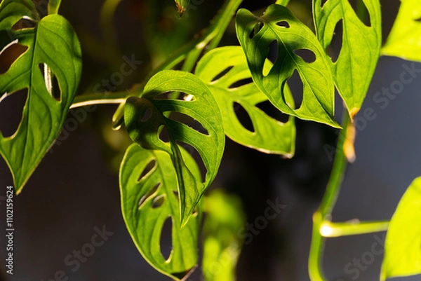 Obraz monstera