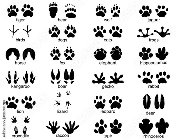 Obraz Set of  traces of wild animals, illustration of black silhouettes		