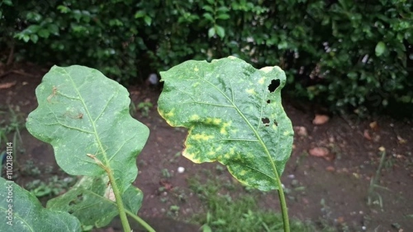 Fototapeta Damaged Leaves Caused by Caterpillar Pests Depicting Agricultural Issues, Highlighting the Serious Problem of Crop Failure and Pest Infestation in Farming