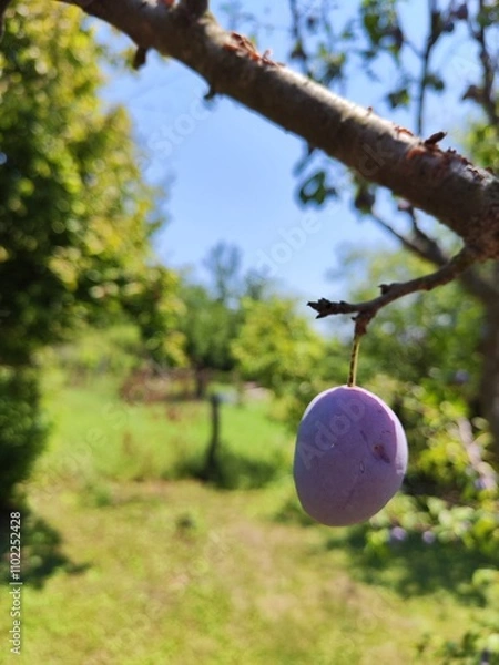 Fototapeta A ripe plum hangs delicately on a branch, its deep purple hue contrasting beautifully with the lush green leaves. The natural texture and sunlight create a fresh, organic, and vibrant composition.