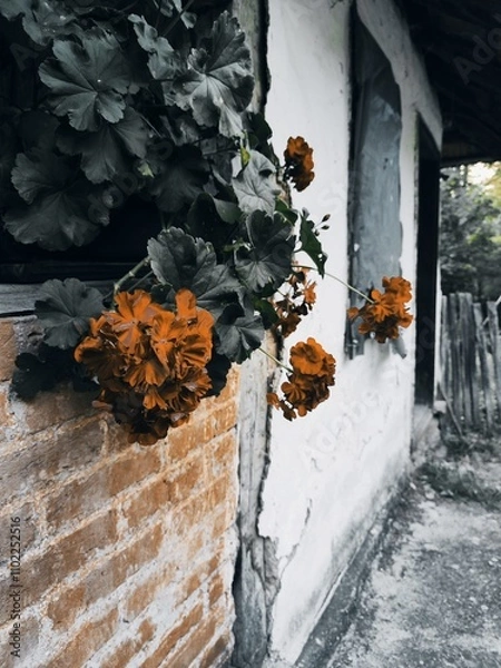 Fototapeta Charming roses climbing the façade of an old village house, their vibrant blooms adding a touch of elegance and romance to the rustic walls. A perfect blend of natural beauty and timeless countryside 