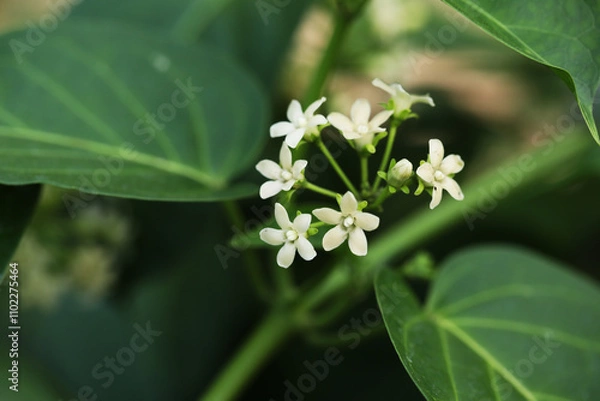 Obraz Thai local vegetables Gymnema inodorum in tropical garden