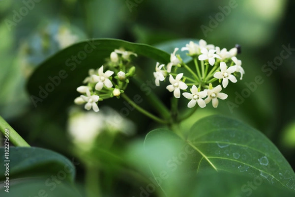 Obraz Thai local edible vegetables Gymnema inodorum climbling plants with blooming flowers
