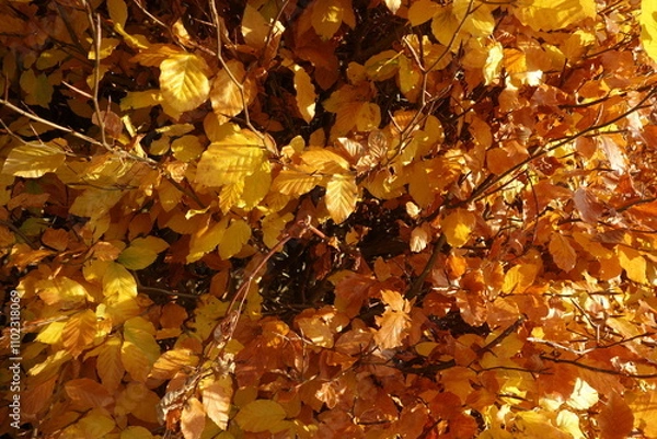 Obraz Buchenblätter im Herbstlicht