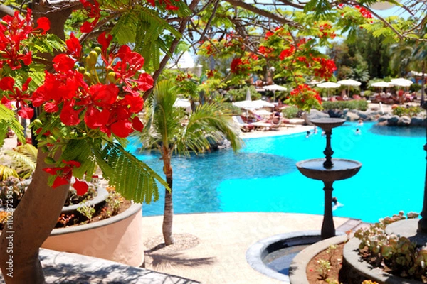 Fototapeta Flame tree with red flowers (Delonix regia) near swimming pool at luxury hotel, Tenerife island, Spain