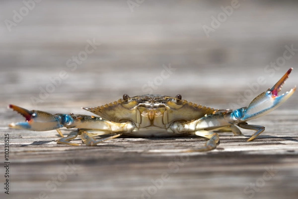 Obraz Charleston Buildings