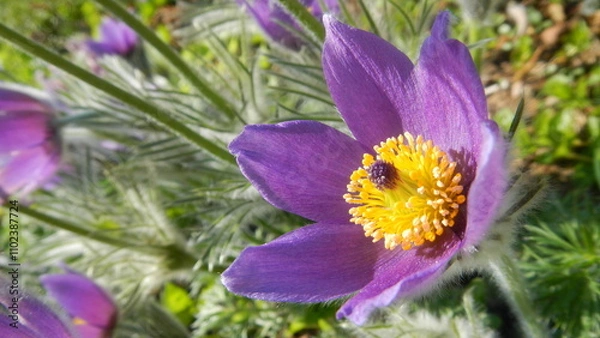 Obraz Violet flower Pasqueflower, Pulsatilla vulgaris - close-up, natural background. Topics: blooming, beauty of nature, flowering, flora, garden, season, macro, vegetation, summer