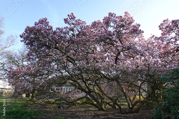 Fototapeta Magnolia in spring