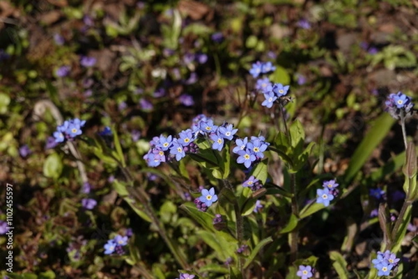 Fototapeta forget me not