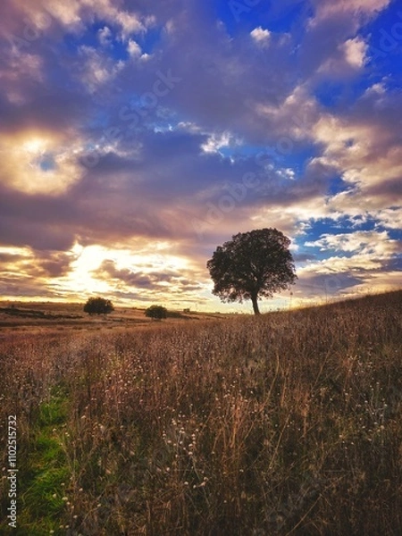 Obraz sunset over the field
