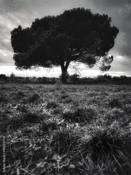 Obraz Black and white tree