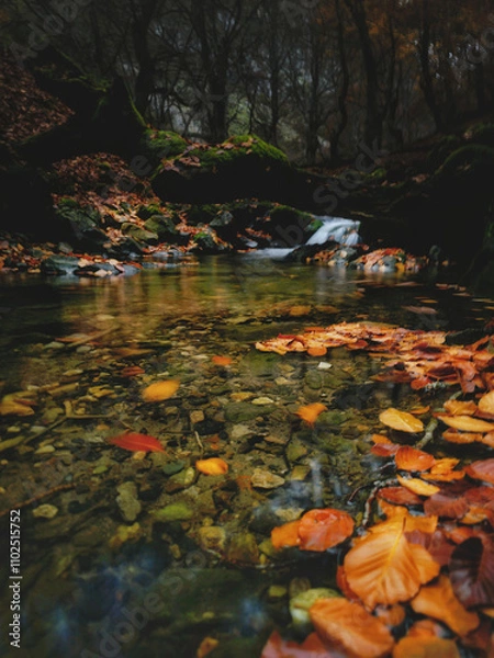 Fototapeta Autumn in the forest