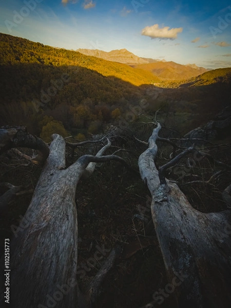 Fototapeta landscape with a tree