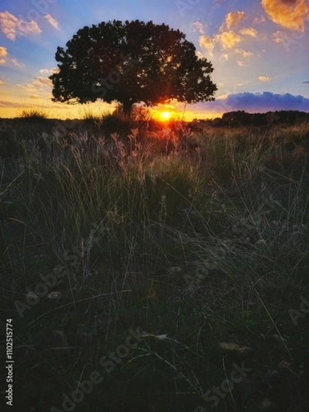 Obraz sunset in the field