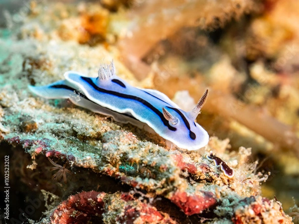 Obraz Nudibranch (Chromodoris willani)