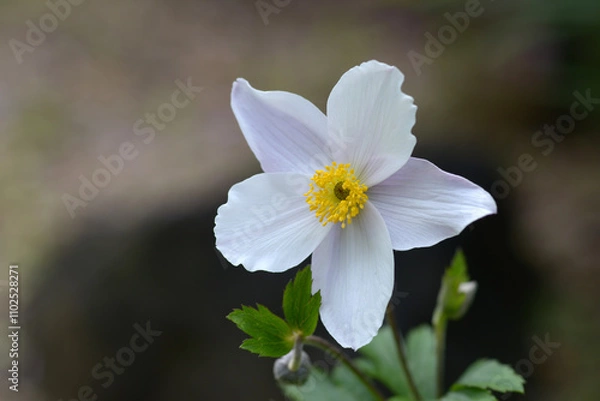 Fototapeta シュウメイギク