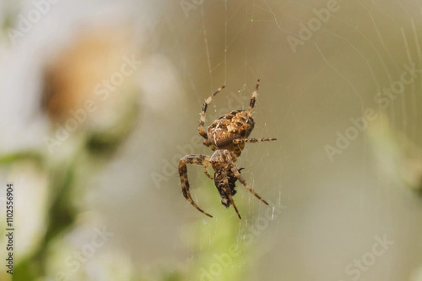 Fototapeta spider on a web