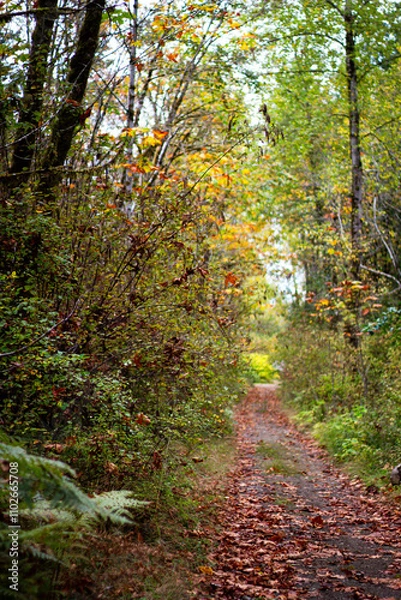 Obraz path in autumn forest