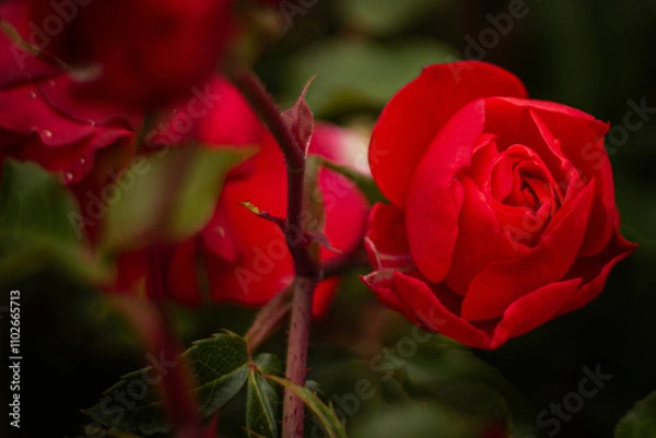 Obraz red rose in garden