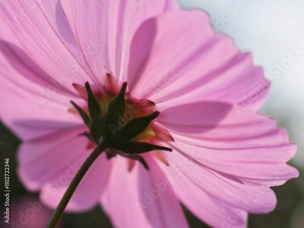 Obraz pink cosmos flower from underneath