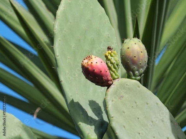 Obraz Prickly pear on a cactus