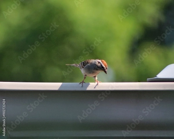 Obraz Little bird looking over the edge